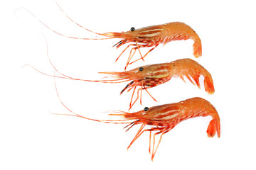 fresh raw red coral shrimp isolated on white background