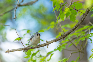 Tufted Titmouse bird perched on tree branch under blue sky 
