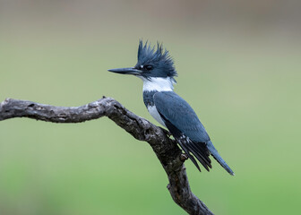Belted Kingfisher (Megaceryle alcyon), Rio Grande Valley Texas
