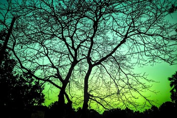 silhouette of a tree in the night