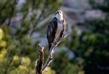Osprey in Eleven Mile Canyon