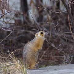 rodent eating