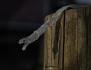 Wild Corn snake shed skin aka red rat snake (Pantherophis guttatus) in Florida; mouth open, eye scale intact; perfect snake shed; on fence post with dark background
