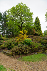 Spring in the grounds of Exbury gardens