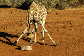 Giraffe close up in South African bush
