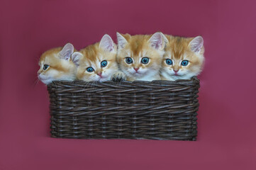 Fototapeta na wymiar Four small cats scottish kittens in basket on red background