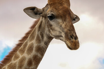 Giraffe close up in South African bush
