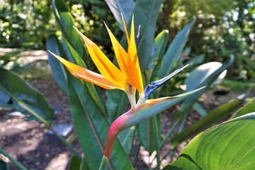 The flower of flowers