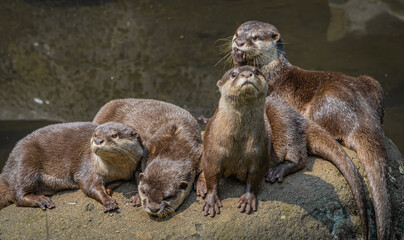 Fototapeta premium group otter on the rock together