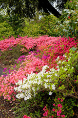 Chelsea Reach Rhododendron - flowers and leaves in spring