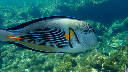 Sohal surgeonfish or sohal tang or arabian surgeonfish (Acanthurus sohal) undersea, Red Sea, Egypt, Sharm El Sheikh, Nabq Bay