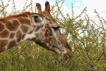Giraffe close up in South African bush
