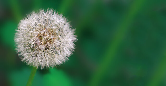  Fluffy dandelion flower on a green background. Free space.