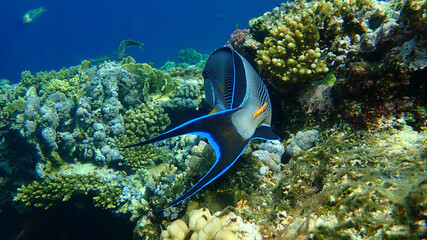 Sohal surgeonfish or sohal tang or arabian surgeonfish (Acanthurus sohal) undersea, Red Sea, Egypt, Sharm El Sheikh, Nabq Bay