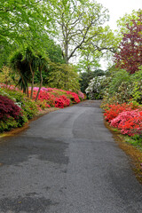Spring in the grounds of Exbury gardens