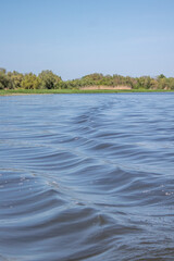 View from the water to the shore with trees