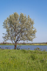 tree on the river bank, silver goose.