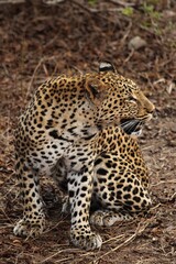 The African leopard (Panthera pardus pardus) male have a rest before the hunt. Hunting African Leopard.
