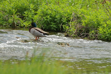 view of a duck in a small river