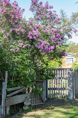 flowering bushes of lilac