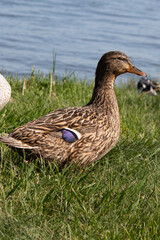 ducks by the river