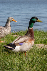 ducks by the river