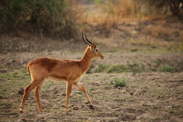 The  lechwe (Kobus leche) male walking in the dry bush.