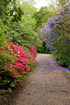 Spring In The Grounds Of Exbury Gardens