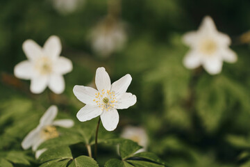 Anemone nemorosa.