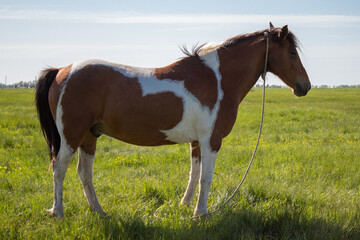 Horses in the steppe by the river
