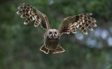 Barred owl Strix varia flying towards camera, wings up and spread, eyes focused, determined look, green trees and leaves bokeh background, back lighting on feathers
