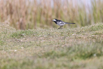 Wagtail one leg