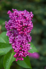 Obraz premium Common lilac (Syringa vulgaris) blooming in spring 