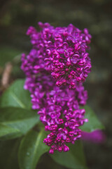 Common lilac (Syringa vulgaris) blooming in spring	
