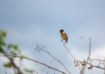 male stonechat sits high on a small branch surveying and chatting with all in the meadow around him