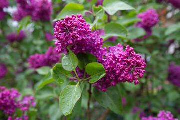 Common lilac (Syringa vulgaris) blooming in spring	
