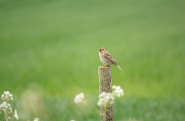 corn bunting keeps an eye on the surroundings