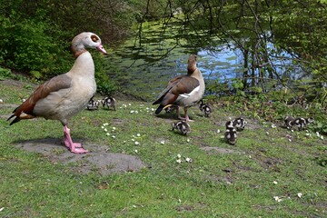Rodzina gesi w parku na trawie © Iwona