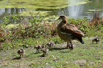 Rodzina gesi w parku na trawie © Iwona