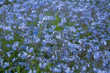 Forget-me-not plant blooming with blue flowers	