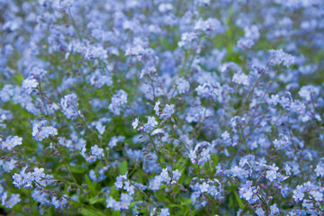 Forget-me-not plant blooming with blue flowers	