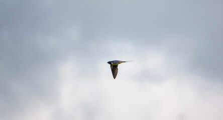 a swallow captured in flight showing iridescent plumage and colours