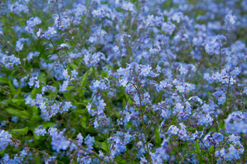 Obraz premium Forget-me-not plant blooming with blue flowers 