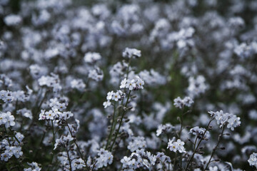Forget-me-not plant blooming with blue flowers	