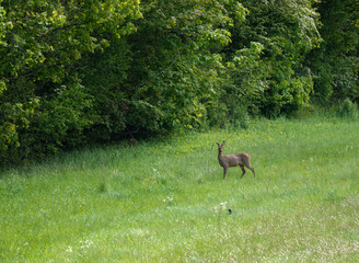 roe deer eating lush green spring meadow grass