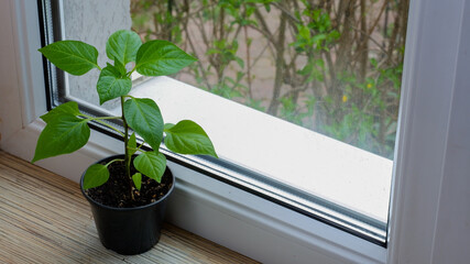 One pepper sapling in a black plastic pot on a windowsill. Preparing and growing seedlings in early spring at home.