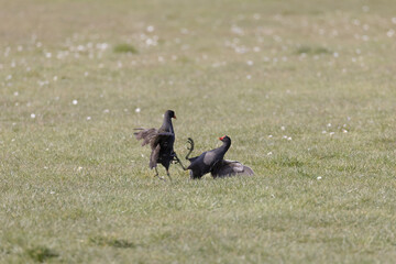 Fighting moorhen on grass