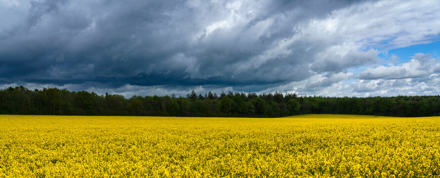 a bright yellow field full of rapeseed flowers under a grey moody storm cloud sky © Martin