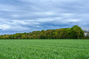 looking over a field of maturing crops toward a colourful tree line under a moody cloud sky