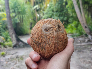 Juicy coconut on a beach, exotic island palm tree, vacation holiday travel